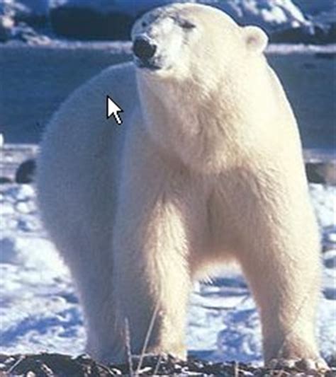 Identify special adaptations in we know plants cannot move around. How Polar Bears have adapted to their Environment