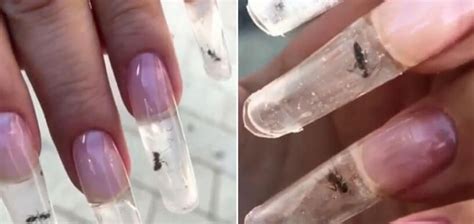 Ants Trapped In Acrylic Nails Are A New And Disturbing “fashion Trend