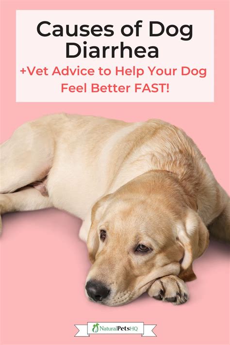 Ask A Vet My Dog Has Diarrhea But Is Acting Fine Natural Pets Hq In