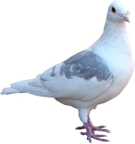Pigeon Png Transparent Images Free Download Pngfre