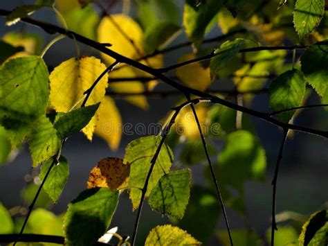 Green And Yellow Leaves Stock Image Image Of Leaves 79309999