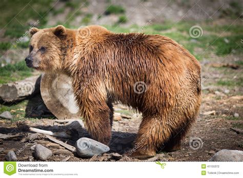Grizzly Bear Stock Photo Image Of National Alaskan