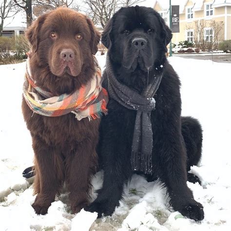 Chingum — Discover Curiosities Giant Newfoundland Dogs And Their Young