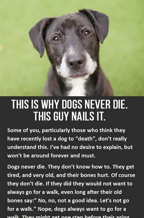 This Is Why Dogs Never Die Losing A Dog Dogs