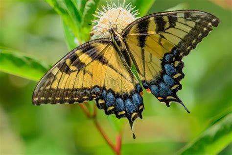 Eastern Tiger Swallowtail Papilio Glaucus Stock Photo Image Of