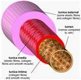 We did not find results for: Arteries, Capillaries, and Veins - Circulatory System