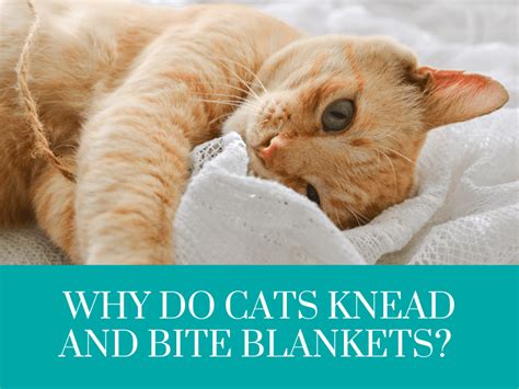 Why Do Cats Knead And Bite Blankets The Truth Revealed Animky