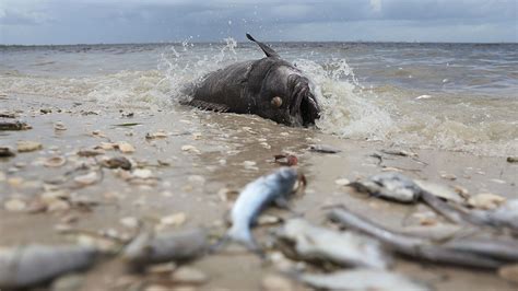 Red Tide Causes Food Insecurity In Sarasota The Catalyst