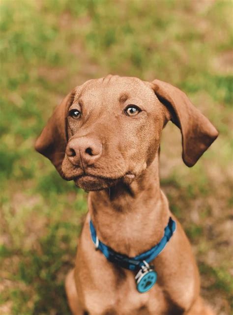 The Vizsla Weimaraner Mix Your Ultimate Breed Information Guide