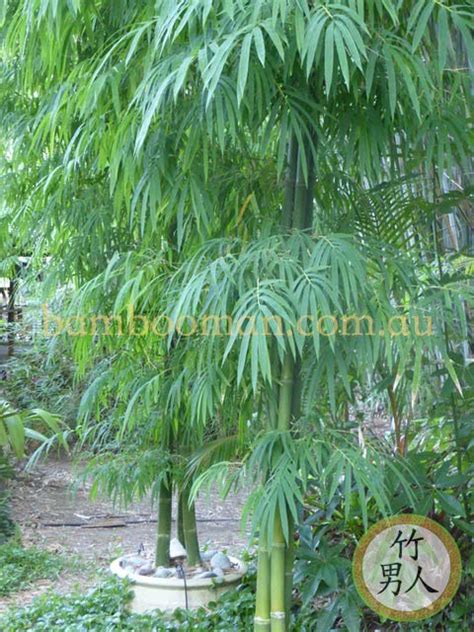 Thai Beauty Smart Bamboo In Pots Bamboo Whitsunday