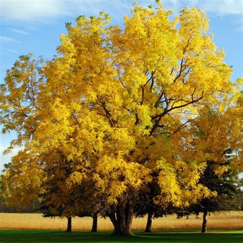 We did not find results for: 12 to 24 inch bare root trees 1 2018 Black Walnut Juglans ...