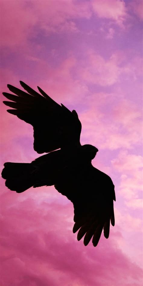 Bird Flight Sunset Sky Silhouette 1080x2160 Wallpaper