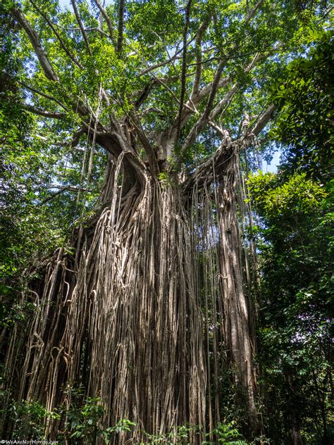 Giant Fig Tree Ficus Géant We Are Not Hippies