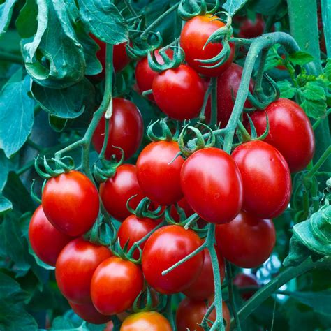 Tomato Seeds Small Red Cherry Vegetable Seeds In Packets And Bulk Eden Brothers