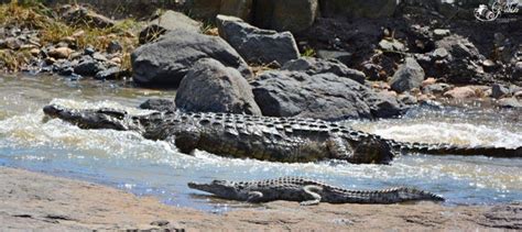 An Estimated 55 Mover 18 Foot Long Nile Crocodile Dwarfing A Smaller
