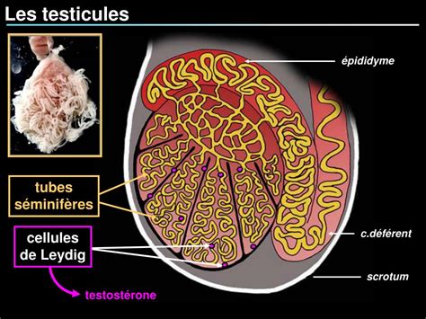 Ppt Testicule Powerpoint Presentation Free Download Id