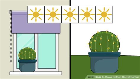 Small barrel cacti have shallow root systems so it is easy to loosen them in their pots. 3 Ways to Grow Golden Barrel Cactus - wikiHow