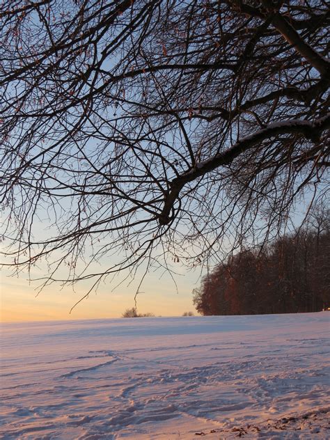 Free Images Landscape Tree Forest Branch Snow Cold Sunrise