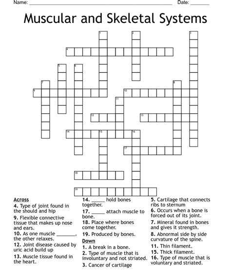Muscular And Skeletal Systems Crossword Wordmint