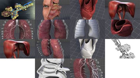 Respiratory System 3d Cgtrader