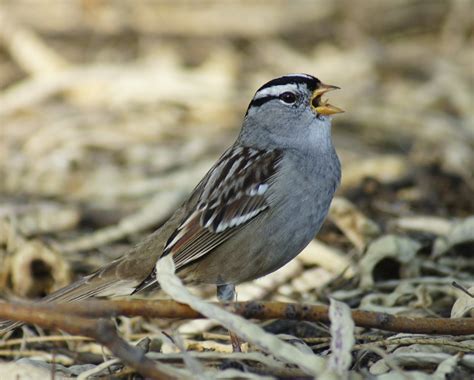 Butlers Birds White Crowned Sparrow