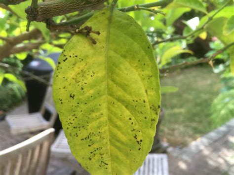 To use, apply a little amount all over your scalp and an. Lemon tree with tiny black spots on leaves: please help