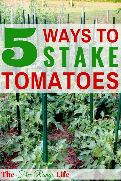 The 5 Best Ways To Stake Your Tomatoes Tomato Garden Growing Organic