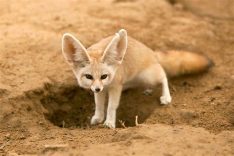 10 Fascinating Fennec Fox Facts Fact Animal