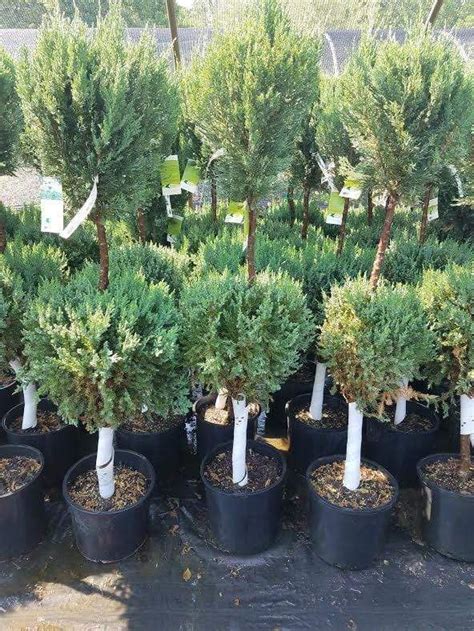 Awesome Blue Point Juniper Spiral Topiary Trees National Pre Lit