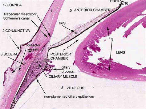 Histology Anterior Segment Of Eye Human Anatomy And Physiology Eye
