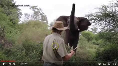 Elephant Whisperer Stops Charging Elephant Or Just A Lucky Day In The