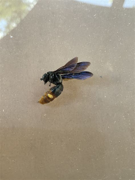 Blue Winged Scoliid Wasp From North Bethesda Md Usa On August 20