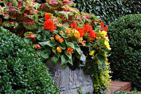 We did not find results for: Begonias