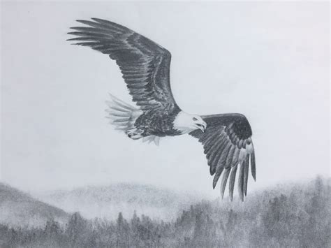 Bald Eagle Flying Graphitepencil Drawing By Elena Whitman Eagle