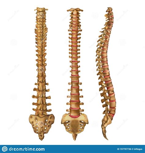 T Back Bone The Thoracic Spine Features Joints Ligaments