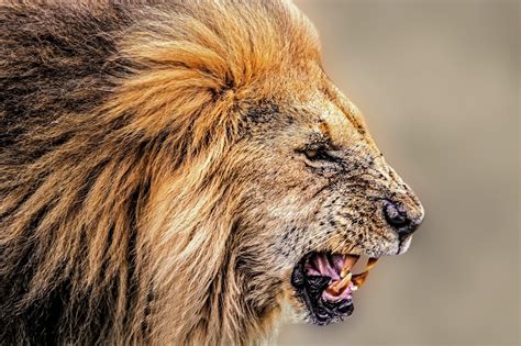 Roaring Lion Wallpapers Top Free Roaring Lion Backgro
