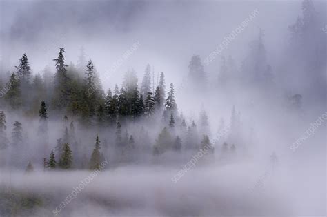 Early Morning Mist Over Coastal Coniferous Forest Stock Image F023