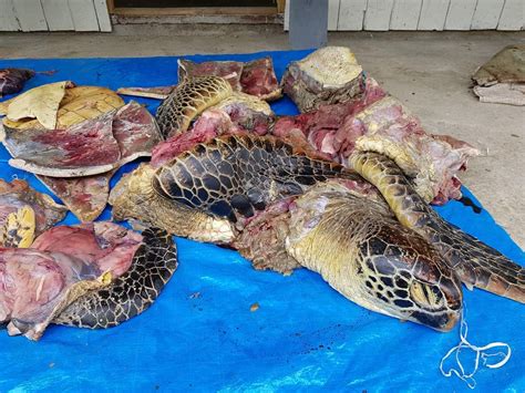 Eight Dead Seventy Eight Sick After Consuming Sea Turtle Meat In