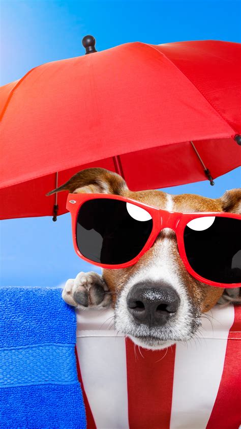 wallpaper dog puppy sun summer beach sunglasses umbrella vacation animal pet sky