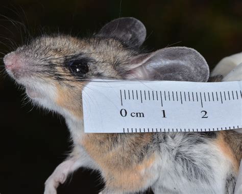 Cactus mouse (peromyscus eremicus) cactus mice are found in habitats with sandy soil and scattered vegetation, from low deserts to rocky foothills. Mammals of Death Valley National Park · iNaturalist