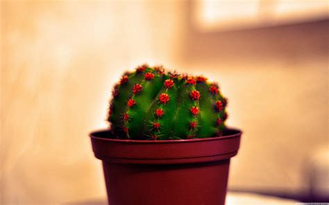 Cactus Wallpaper ·① Download Free Beautiful Wallpapers For