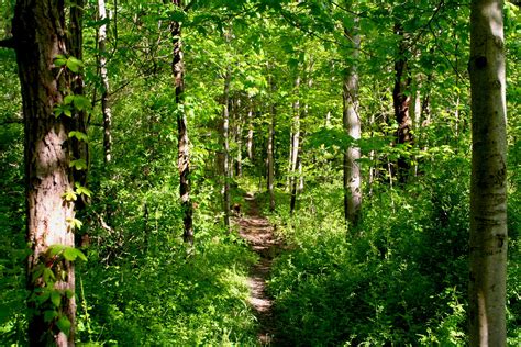 A Beautiful Wooded Path Rbeautifultrees