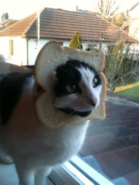 Image 244579 Cat Breading Know Your Meme