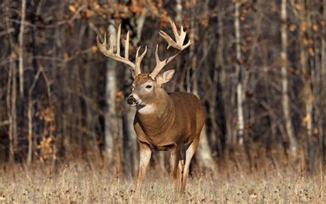 Whitetail Deer Wallpapers Top Free Whitetail Deer Backgrounds