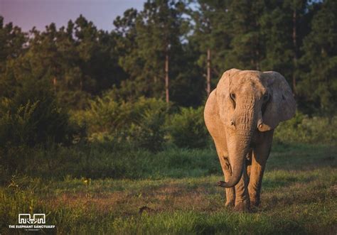 The Elephant Sanctuary In Hohenwald Is Like Nothing Else In Tennessee