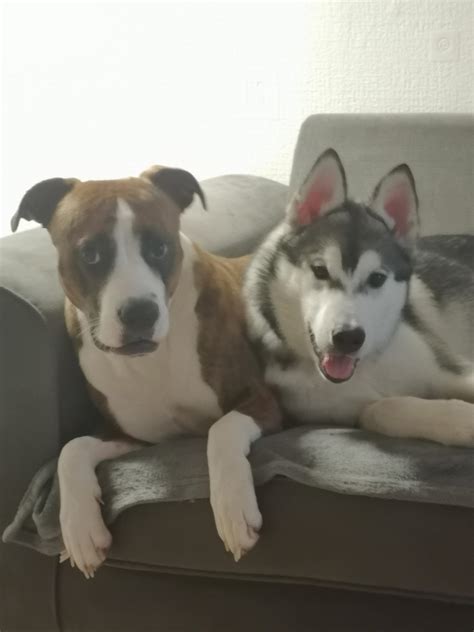 Natalie Noel & Todd Smith : r/DavidDobrik