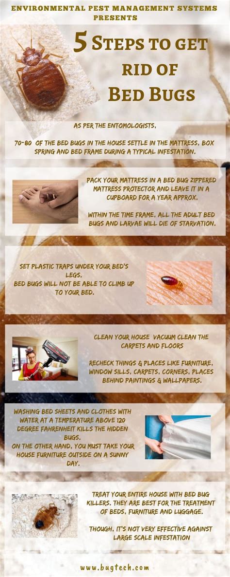 5 Steps To Get Rid Of Bed Bugs Bed Bugs Rid Of Bed Bugs Bed Bug Control
