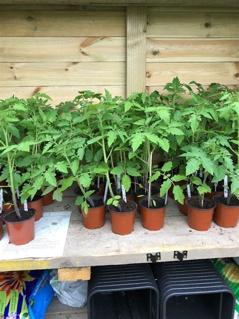 Tomato Plants For Sale Now Tomato Plants For Sale 50p Each In