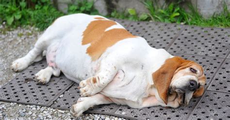 Find over 100+ of the best free fat dog images. Dogs face obesity epidemic 'because humans are killing ...