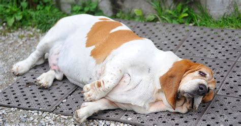 Fat dog mendoza is an. Dogs face obesity epidemic 'because humans are killing ...